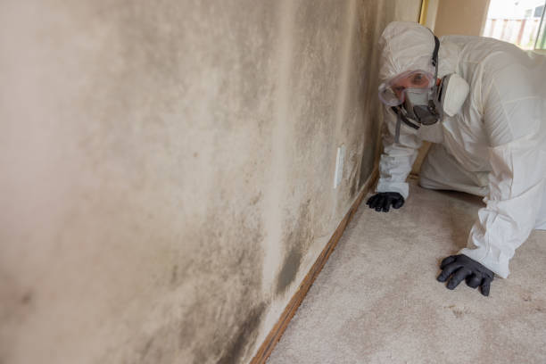 Best Mold Odor Removal Services  in Chatham, IL